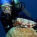 cuttlefish_reef_is_kb_h_0135_png0949.jpg